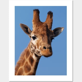 Giraffe Posters and Art